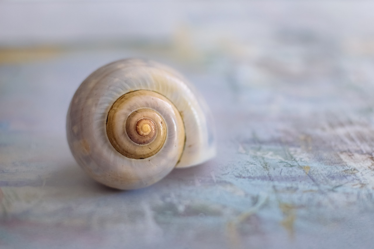 snail-4300222_1280 Weises Schneckengehäuse auf hellem Tuch als Sinnbild für eine einfache Anleitung für mehr Achtsamkeit