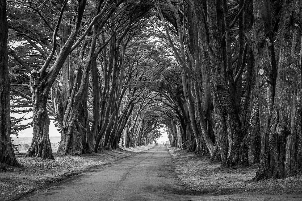 branches-1868295_1280 Allee mit hohen, dunklen Bäumen als Sinnbild für Tod und Sterben