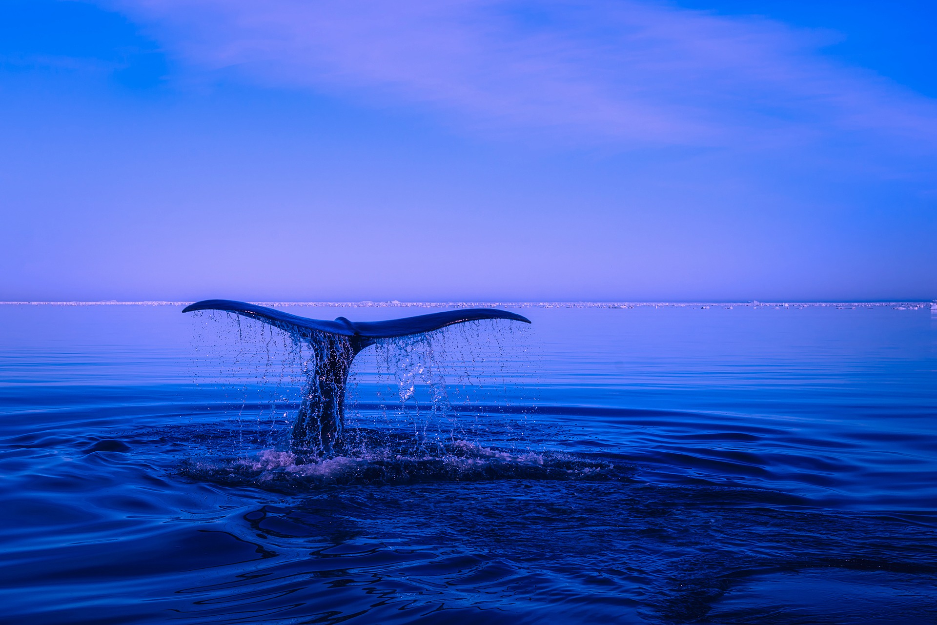 sea-2052650_1920 Eine Walfischflosse mit abtropfendem Wasser im tiefblauen Meer