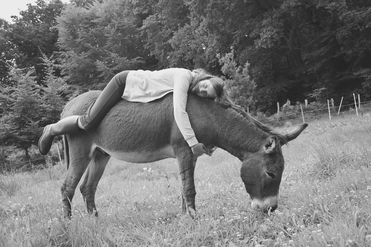 donkey-2728196_1280 Mädchen liegt entspannt auf einem Esel