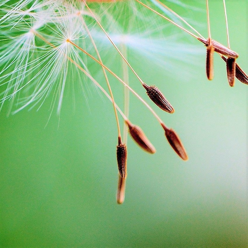 Pusteblume