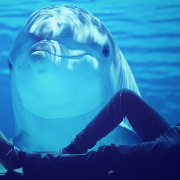 man-5515170_1280 (3) Delfin als Sinnbild für die Glückskindstrategie
