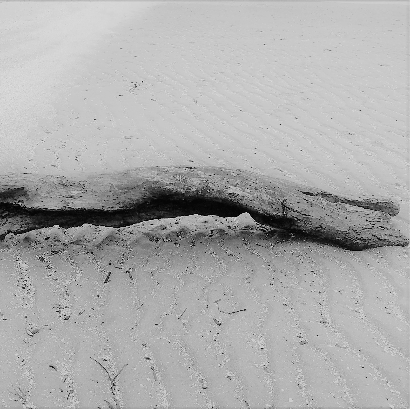Holzstück am Strand ls Sinnbild für einen Motivationsspruch