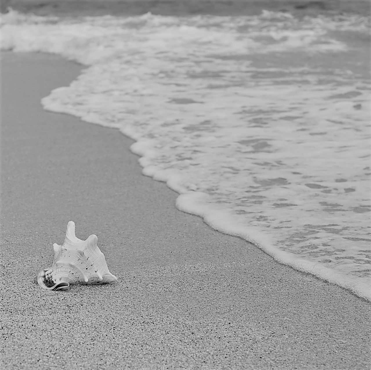 Muschel am Strand ls Sinnbild für einen Motivationsspruch