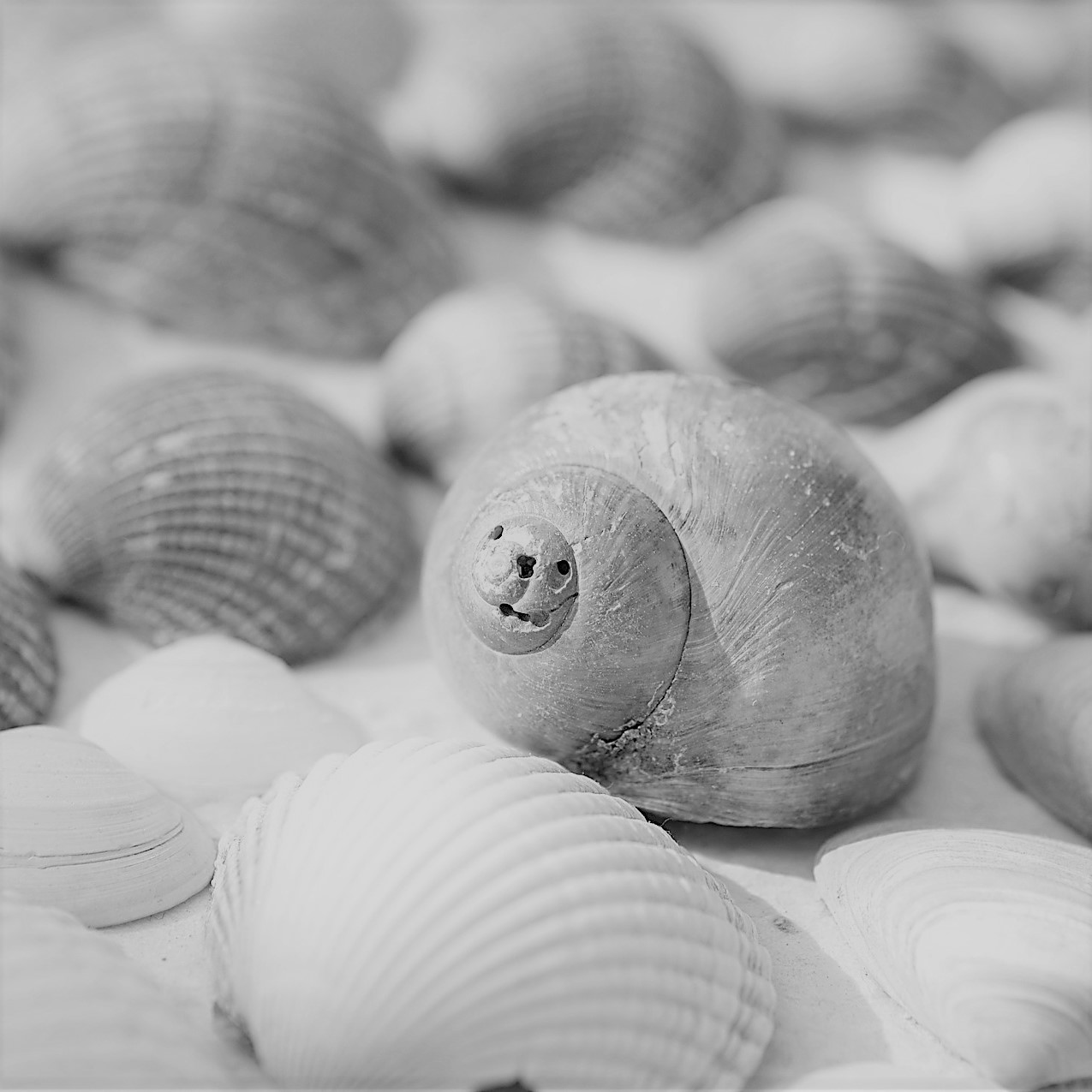 Muscheln und Schnecken am Strand als Sinnbild für Motivationssprüche für die Arbeit