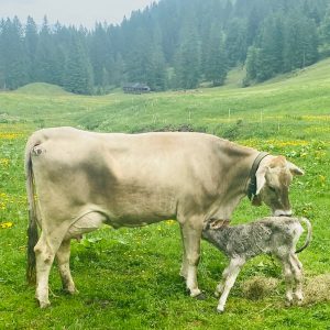 Kuh mit frisch geborenem Kälbchen auf einer Alm