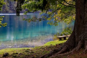 Kleiner See mit Baum am Rand