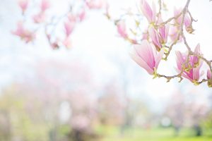 Magnolienblüten