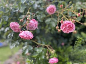 Rosenstrauch im Garten