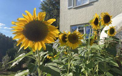 12 von 12 im Juli 2023