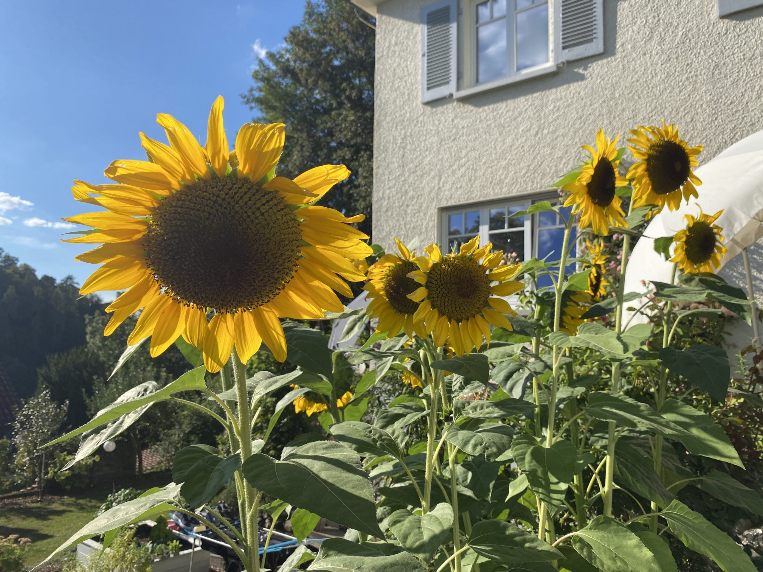20220821_152703663_iOS Sonnenblume