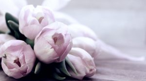 rosa Tulpen liegen auf einem Tisch