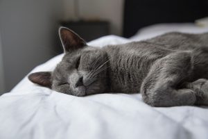 Graue Katze die auf einem weißen Bett liegt